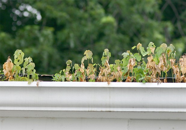 Why clean your gutters? The reasons might surprise you
